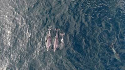 Дельфины появились в проливе Босфор после введения комендантского часа в Турции - их сняли при помощи дронов - grodnonews.by - Турция