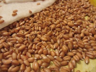 Настоящая рождественская кутья: классический рецепт с фото и пошаговым приготовлением - narodna-pravda.ua