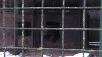 Сотрудник Центра "Велес" заснял на видео сонного медведя - piter.tv