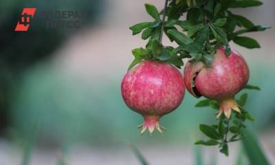 Ученые назвали растения, которые помогут победить коронавирус - fedpress.ru - Москва - Иран - Босния и Герцеговина