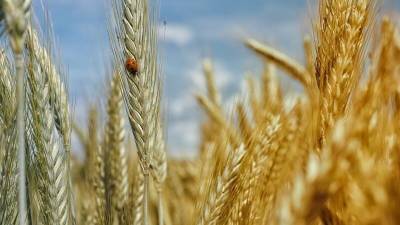 СМИ: рекордное подорожание украинской пшеницы связано с РФ - nation-news.ru - Крым