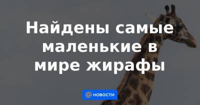 Найдены самые маленькие в мире жирафы - news.mail.ru - Намибия