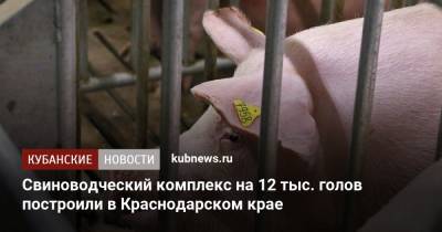 Свиноводческий комплекс на 12 тыс. голов построили в Краснодарском крае - kubnews.ru - Краснодарский край - Ейск