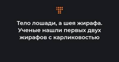 Тело лошади, а шея жирафа. Ученые нашли первых двух жирафов с карликовостью - hromadske.ua - Украина - Намибия - Уганда