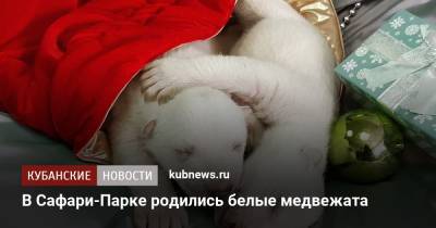 В Сафари-Парке родились белые медведи - kubnews.ru - Сочи - Геленджик