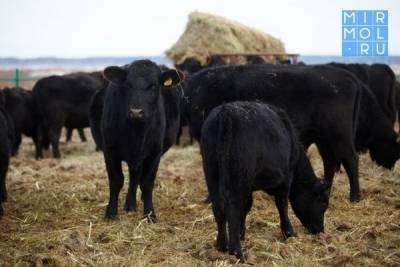 Дагестан в 2021 году займется разведением двух уникальных пород домашнего скота - mirmol.ru - респ. Дагестан
