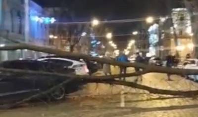 В центре Одессы на проезжую часть рухнуло дерево и раздавило машины: кадры с места ЧП - odessa.politeka.net - Одесса