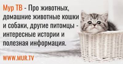 Барнаулец снизил цену на противную кошку с 2,5 миллионов до 0 рублей - skuke.net - Барнаул