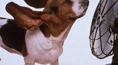 Уход за собакой летом: как заботиться о питомце в жару? - skuke.net