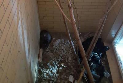 В Ивано-Франковске на Рождество котенок получил второй шанс на жизнь и семью - kp.ua - Украина - Ивано-Франковск