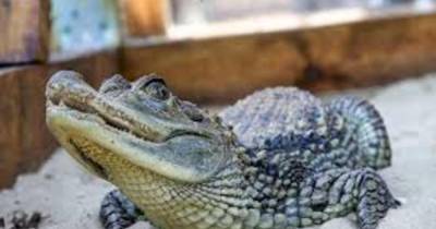 Ученые объяснили, почему крокодилы почти не изменились за миллионы лет - ren.tv - Англия