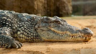 Британские ученые назвали причину схожести крокодилов с древними предками - politros.com