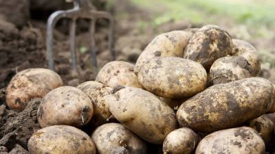 Егор Редин - Юрист рассказал, кому грозит штраф за выращивание картофеля - gazeta.ru