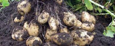 Егор Редин - Юрист перечислил случаи для назначения штрафов за выращивание картофеля - runews24.ru