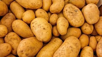 Егор Редин - Россиянам сообщили о штрафе за выращивание картофеля - politros.com