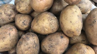Егор Редин - Юрист объяснил, когда могут оштрафовать за выращивание картошки - mir24.tv