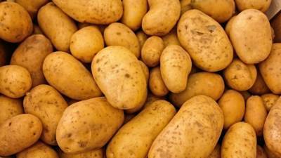 Егор Редин - Российским дачникам разъяснили условие для штрафов за выращивание картофеля - nation-news.ru