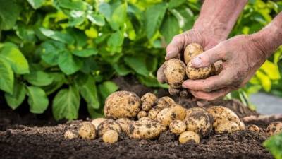 Егор Редин - Юрист разъяснил, кому может грозить штраф за выращивание картофеля - 5-tv.ru - Россия