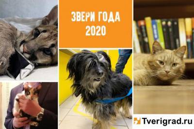 Звери года - 2020: библиотечный кот, олений забег и пума в розовом платье - tverigrad.ru - Тверская обл.