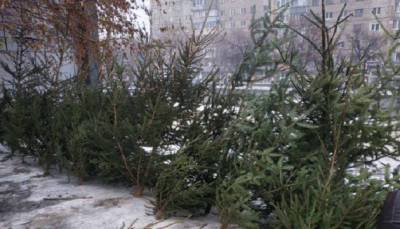 Андрей Малеванный - Госэкоинспекция оштрафовала 177 человек за незаконную торговлю новогодними елками - hubs.ua - Торговля