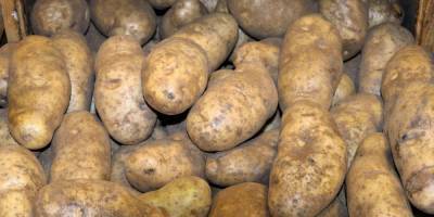 Егор Редин - Юрист предупредил о штрафах за выращивание картошки - ruposters.ru