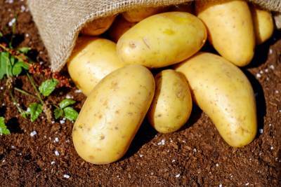 Егор Редин - Россиянам рассказали о штрафах за выращивание картофеля - afanasy.biz