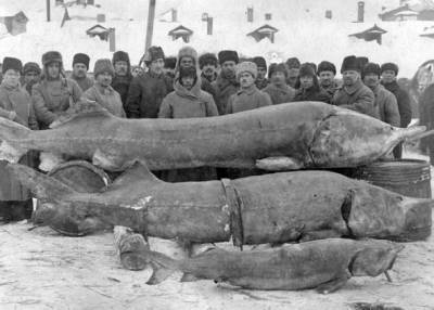 Какую рыбу раньше запрещено было есть русским - russian7.ru - Русь