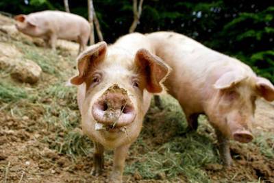 Угрозу американским свиньям увидели в мигрантах - lenta.ru - Китай - США - штат Айова - Пуэрто-Рико - Доминиканская Республика
