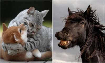 Уморительные фото животных с конкурса Comedy Pet Photo Awards 2021 - skuke.net - Интересно
