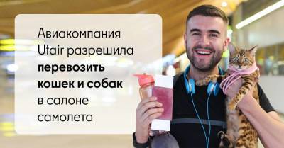 Наконец-то кот и собака смогут лететь в самолете рядом с хозяином, на отдельном кресле - skuke.net