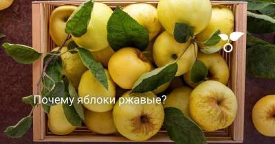 Почему яблоки ржавые? - skuke.net