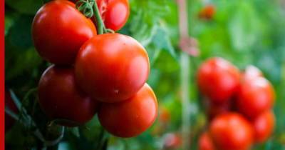 Преумножить урожай томатов в будущем году поможет одна хитрость на грядке в октябре - profile.ru