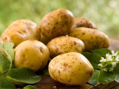 Минсельхоз увеличил импорт картофеля на 70% - argumenti.ru - Россия