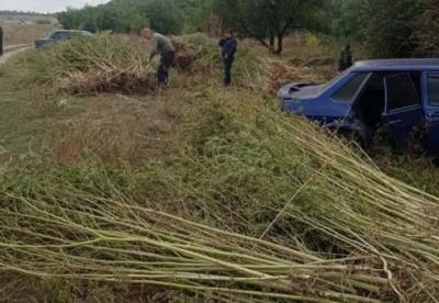 На Днепропетровщине полицейские обнаружили огромную плантацию конопли - facenews.ua - Украина - Днепропетровская обл. - район Синельниковский