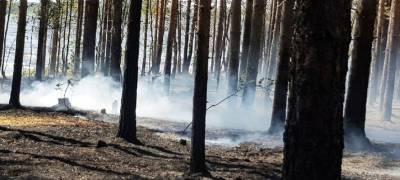 Минприроды объяснило права жителей Карелии на сгоревший во время пожаров лес - stolicaonego.ru - республика Карелия - Экология