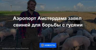 Аэропорт Амстердама завел свиней для борьбы с гусями - news.mail.ru - Амстердам