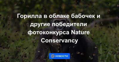 Горилла в облаке бабочек и другие победители фотоконкурса Nature Conservancy - news.mail.ru - США - Англия - Кения