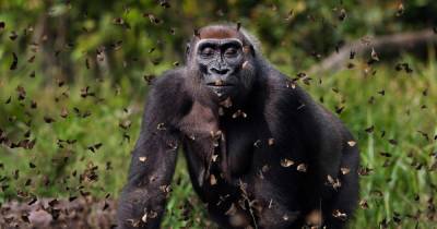 Фото гориллы с бабочками победило в международном конкурсе Nature Conservancy 2021 - focus.ua - Украина