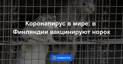 Коронавирус в мире: в Финляндии вакцинируют норок - news.mail.ru - Финляндия - Дания - Хельсинки