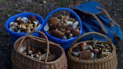 Эксперт рассказала, какие грибы можно найти в подмосковных лесах - vm.ru - Московская обл.