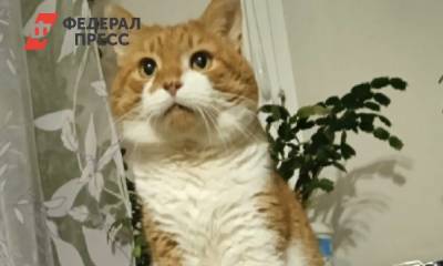 Пытали и снимали на видео: полиция возбудила уголовное дело против семьи из Северодвинса - fedpress.ru - Архангельская обл. - Северодвинск