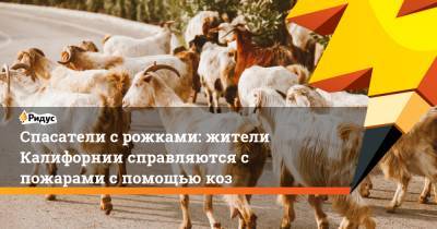 Спасатели с рожками: жители Калифорнии справляются с пожарами с помощью коз - ridus.ru - США - шт. Калифорния