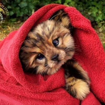Художница делает игрушки, которые вот-вот оживут - skuke.net - шт.Аляска