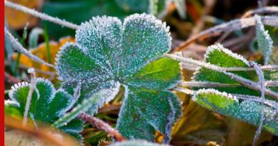 Какие заморозки выдерживают посевы в огороде, подсказали садоводам - profile.ru