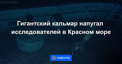Гигантский кальмар напугал исследователей в Красном море - news.mail.ru - Иордания