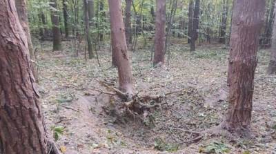 В Черновицкой области мужчина подорвался на старом снаряде - ru.slovoidilo.ua - Украина - Черновицкая обл. - Ровно