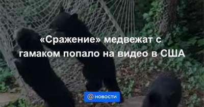 «Сражение» медвежат с гамаком попало на видео в США - news.mail.ru - штат Теннесси - USA