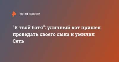 "Я твой батя": уличный кот пришел проведать своего сына и умилил Сеть - ren.tv