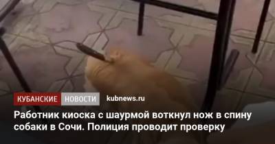 Работник киоска с шаурмой воткнул нож в спину собаки в Сочи. Полиция проводит проверку - kubnews.ru - Сочи - Краснодарский край