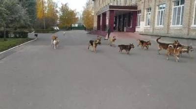 По территории школы в Пензе бегают стаи бродячих собак - penzainform.ru - Пенза